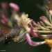 Sfinge colibr (Macroglossum stellatarum)