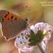 Argo bronzeo (Lycaena phlaeas)