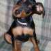 Cani che vanno di moda: Pincher
