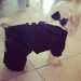 Un cagnolino in smoking per festeggiare il Natale