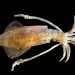 Il Calamaro (Loligo vulgaris)   caratterizzato da un corpo di forma allungata con un capo su cui sono evidenti due occhi e una corona di 8 tentacoli corti e 2 pi lunghi dotati di ventose solo allestremit. Vive in genere pi in profondit ma in alcuni periodi dellanno si avvicina alla superficie per deporre le uova (foto di Hans Hillewaert)