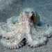Il Polpo di scoglio (Octopus vulgaris)  Il re degli animali marini locali: purtroppo per lui pescato, sbattuto e cucinato in tutti i modi.  un cefalopode dotato di otto tentacoli con due file di ventose. Vive tra gli scogli: generalmente nascosto in tana durante il giorno, esce a caccia di notte (foto di Theasereje)