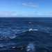 Alcuni animali poi sono veramente stupendi - sottolinea il ricercatore -. Balzavano all'occhio le maestose balene...
