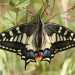 Macaone (Papilio macaon)