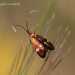 Nemophora raddaella