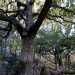 La roverella della Foresta Mercadante, situata nella zona altamurana del noto bosco. Con i suoi 500 anni merita un posto di tutto rispetto tra i "nonni" di Puglia.  Il suo tronco si  sviluppato orizzontalmente sul terreno e, all'altezza del primo ramo, presenta una notevole cavit diventata casa per tanti animali che qui hanno trovato rifugio