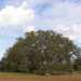 La "quercia di Macr di Supersano, nel leccese, la cui chioma svetta quasi solitaria tra campi coltivati. Si tratta di uno degli ultimi esemplari di querce presenti nel bosco Belvedere: un'immensa distesa di alberi che si stendeva dal mare fino all'entroterra salentino, abbracciando il territorio di ben 16 comuni