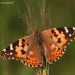 Vanessa cardui