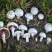 ...il Prataiolo (Agaricus campestris)...foto di Alan Rockefeller