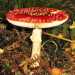 ...e l'Amanita muscaria, il cui nome deriva dalla tossina amanitina che secerne(foto di TimBekaert)