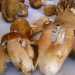 ...il Porcino (Boletus edulis)...foto di Carmine Santomauro 