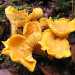 ...il Gallinaccio (Cantaherellus cibarius)...foto di Strobilomyces