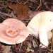 Non mangiabile  anche il genere Lactarius, chiamato fungo squant, perch rilascia il latice, una sostanza biancastra urticante che ricorda proprio la famosa ricotta pugliese (foto di Strobilomyces)