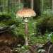 ... e la Macrolepiota Procera detta Mazza di tamburo per via della sua forma (foto di H.Krisp)