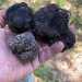 Il tartufo pi frequente da trovare in Puglia  il Tuberum estivum detto scorzone...