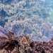 Se le alghe sono semplici organismi unicellulari e pluricellulari...(Alga Corallina elongata - Foto di Rdisicyon) 