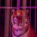 La 37enne ci accompagna a questo punto allinterno del tendone, l dove si trova una delle tre tigri del circo Bellucci. Dopo aver ammirato lo splendido felino che ci osserva con il suo sguardo fiero...