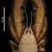 Altro esempio  il Granchio yeti. Questo decapode dalle setole bionde setose lungo circa 15 centimetri era di fatto sconosciuto. Questo sino al 2005, quando fu ritrovato a una profondit di 2.200 metri nell'Oceano Pacifico meridionale. Non sarebbe mai stato scoperto se un pool di scienziati non avesse inviato un sottomarino per indagare gli abissi oceanici (Creative Commons Attribution 4.0 International)