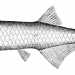 C' poi il Gonostoma denudatum, detto anche pesce bocca spinosa. Il suo corpo allungato e le sue fauci armate di denti acutissimi caratterizzano questo esemplare batipelagico che vive al di sotto dei 700 metri di profondit, risalendo verso la superficie solo durante la notte