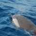 Un abitante del Golfo di Taranto intento nella respirazione mediante lo sfiatatoio