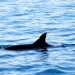 La pinna dorsale lacerata di Branchia, il primo delfino avvistato dalla Jonian Dolphin Conservation e diventato il protagonista di un libro per bambini