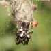 Ragno spinoso (Cyrtophora citricola)
