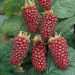 Il tayberry, incrocio tra lampone e mora