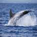 Un'acrobatica immersione di un delfino avvistato dalla Jonian Dolphin Conservation