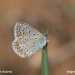 Icaro (Polyommatus icarus)