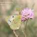 Cavolaia gialla (Colias croceus)