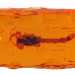 Caramella allo scorpione