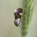 Acontia lucida