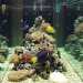 Una delle pochissime foto di una vasca funzionante ai tempi d'oro dell'acquario
