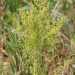 L'Artemisia annua, la pianta che si ritiene abbia delle propriet antitumorali