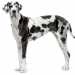Cani che sono poco richiesti: Alano