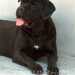 Un Cane corso, razza tipica pugliese