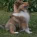 Cani che vanno di moda: Collie