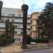 Resti di palme nei giardini del Policlinico