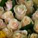 Le rose pallide: secondo il produttore Gregorio Paduanelli i loro colori sono spesso dettati dalla moda 