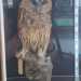 Museo De Romita: una civetta impagliata e poggiata su un tronco di legno