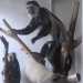 Museo De Romita: la scimmia Guerza, specie diffusa in Africa centrale e orientale 