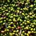 La variet di oliva coratina, tipica del nord ovest della provincia di Bari,  diffusa principalmente nell'agro di Corato, Andria, Barletta, Bisceglie, Ruvo di Puglia, Sannicandro di Bari e Bitonto 
