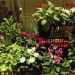 Fiori in mostra al mercatino di beneficenza