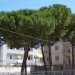 Il parco con i pini piantati nel 1966 a Noicattaro per ricordare che quel posto  stato il luogo di sepoltura degli appestati del 1815-1816