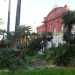 I fusti contorti delle palme nane che adornano i due giardinetti proprio di fronte al teatro Petruzzelli