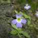 Un primo piano della Pinguicula hirtiflora: prima dell'alluvione colorava un dirupo di Rossano Calabro in localit Celadi