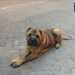 Lo shar pei in posa per uno scatto