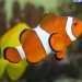 Un pesce pagliaccio. Questo animale non viene venduto ma  stato molto richiesto quando usc nei cinema il film Alla ricerca di Nemo