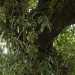 Siamo circondati da alberi di caducifoglie e da querce