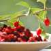 Bacche di Goji
